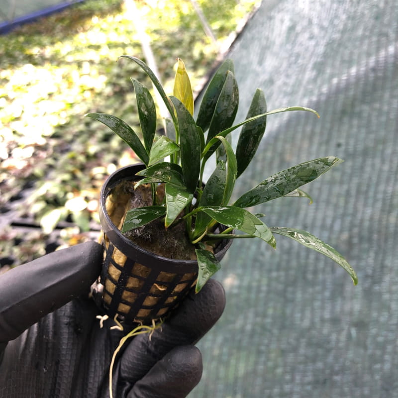 Anubias congensis mini F.jpg